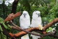 Two parrots resting on the treetop