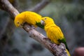 Two parrots sit together on the branch in the zoo in Tenerife, Spain Royalty Free Stock Photo