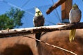 Two Parrots sitting on the Bough in Aviary Royalty Free Stock Photo