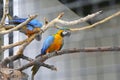 Two parrots sitting on a branch Royalty Free Stock Photo