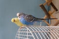 Two parrots are sitting on the cage