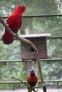 Two parrots sitting in cage