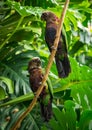 Two Parrots on a Vine in a Jungle