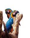 Two parrots with white background Royalty Free Stock Photo