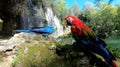 Two parrots on wooden in jungle. Two beautiful parrots in green habitat. two birds sitting on the rock. Wildlife scene Royalty Free Stock Photo