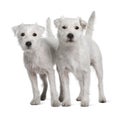 Two Parson Russell Terriers standing