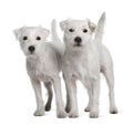 Two Parson Russell Terriers standing Royalty Free Stock Photo