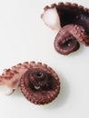 Two parts of a marine pink octopus clam, twisted in a spiral with suction cups and tentacles on a white background. There are no