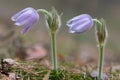 Two pasque flower