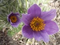Two pasque flowers Royalty Free Stock Photo