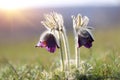 Two pasque flowers Royalty Free Stock Photo