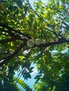 two passion fruit with a shady green tree against a clear sky