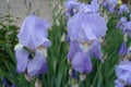 Two pastel violet flowers of Iris germanica Royalty Free Stock Photo