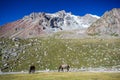 Two pasturing horses at sunny day in mountains