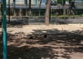 Two patagonian maras lie in the aviary in the shade. The weather is good sunny in a zoo