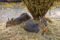 Two Patagonian maras lie on straw at the zoo