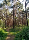 Two paths in a beautiful summer pine forest Royalty Free Stock Photo