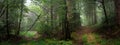 Two paths in the forest with fog in panoramic Royalty Free Stock Photo