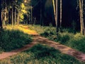 Two paths among grass and trees merged into one. Night view in the park with electric lighting of lanterns