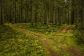 Forest trails wich goes i two directions. Royalty Free Stock Photo