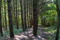Two paths in the spruce forest Royalty Free Stock Photo
