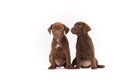 Two Patterdale terriers puppy
