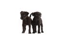 Two Patterdale terriers puppy