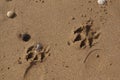 Two paw prints left on the golden sand of a beach Royalty Free Stock Photo