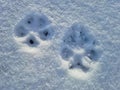 Two Pawprints in the Snow - Landscape