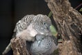 Two peaceful doves sharing a nest Royalty Free Stock Photo