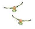 Two peach faced lovebirds in flight