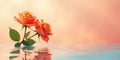 Two peach roses float gently on tranquil water, reflecting serenity and peace. Generative AI Royalty Free Stock Photo