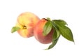 Two peaches Royalty Free Stock Photo