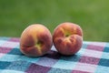 Two peaches, nectarines, green background Royalty Free Stock Photo