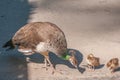 Two Peachicks and Peahen Royalty Free Stock Photo