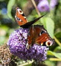 Two peacock butterflies feeding on a buddleia bush. Royalty Free Stock Photo