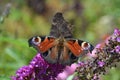 Two peacock butterflies on the flower