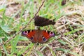 Two peacock butterflies