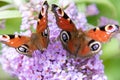 Two peacock butterflies on pink flower