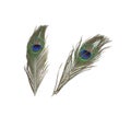 Two Peacock Feathers