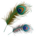 Two peacock feathers isolated on white background