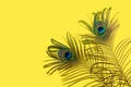 Two peacock feathers on a yellow background, top view, flat lay. Trend bright colors. Space for text