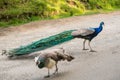 Two peacocks in the garden Royalty Free Stock Photo