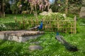 Two peacocks in Kyoto Garden, a Japanese garden in Holland Park, London, UK Royalty Free Stock Photo