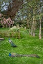 Two peacocks in Kyoto Garden, a Japanese garden in Holland Park, London, UK Royalty Free Stock Photo