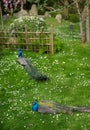 Two peacocks in Kyoto Garden, a Japanese garden in Holland Park, London, UK Royalty Free Stock Photo