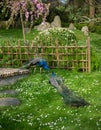 Two peacocks in Kyoto Garden, a Japanese garden in Holland Park, London, UK Royalty Free Stock Photo