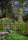 Two peacocks in Kyoto Garden, a Japanese garden in Holland Park, London, UK Royalty Free Stock Photo