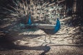 Two peacocks at the zoo show off to each other