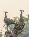 Two Peahens in communication Royalty Free Stock Photo
